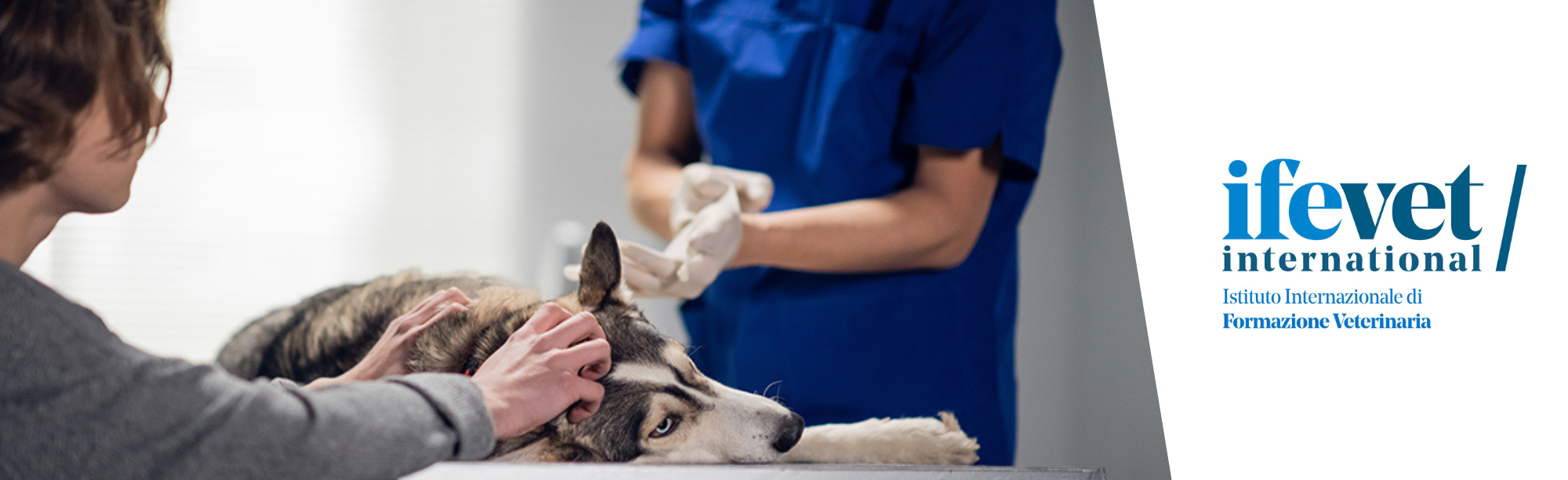Course Image Formazione universitaria post-laurea in Medicina D’Urgenza del cane e del gatto 2025