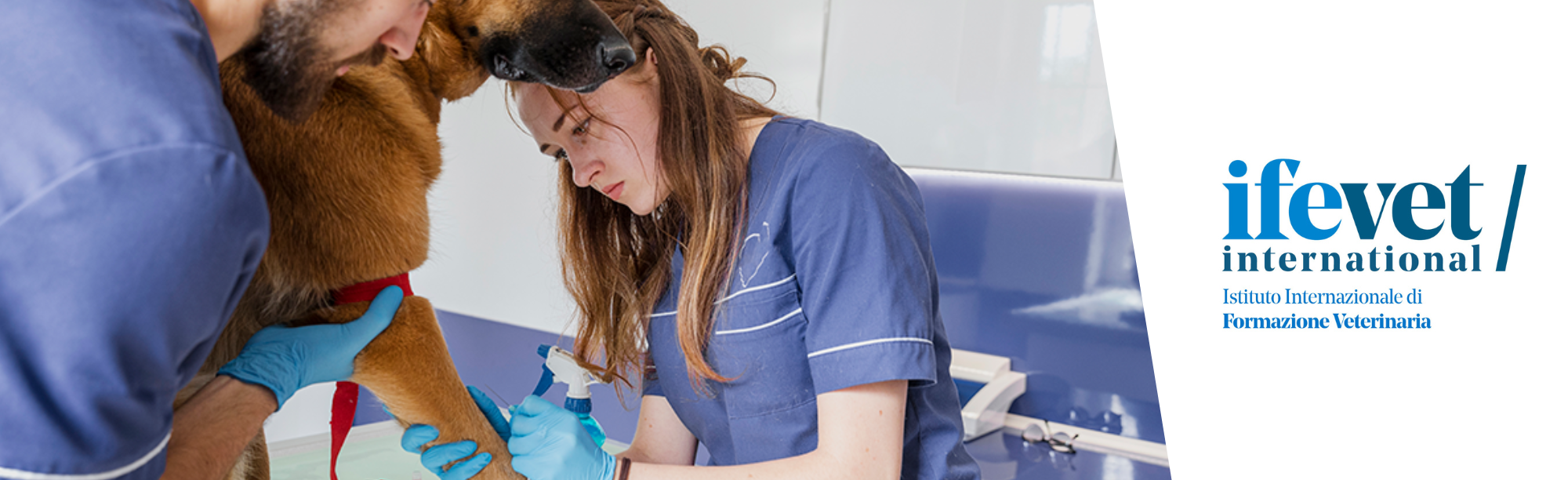 Course Image Formazione universitaria post-laurea in Oncologia dei piccoli animali 2025
