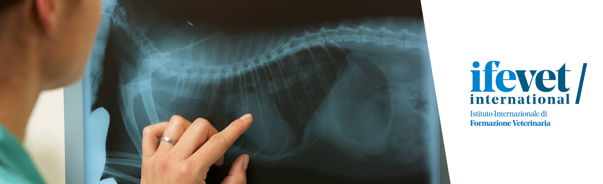 Course Image Formazione universitaria post-laurea in Medicina interna del cane e del gatto 2025